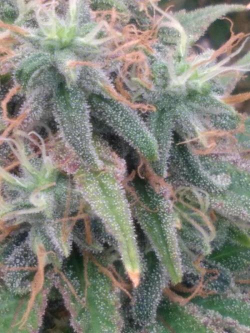 OLE LARRY OG. Week 14