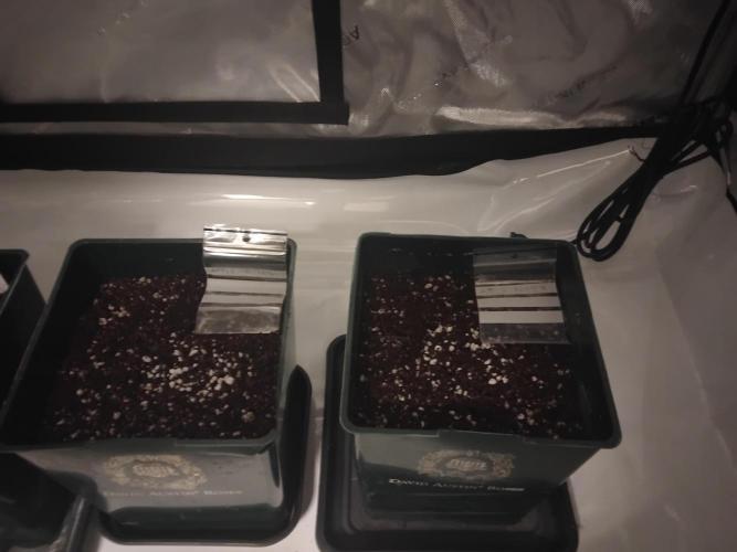4 Auto´s. Week 0