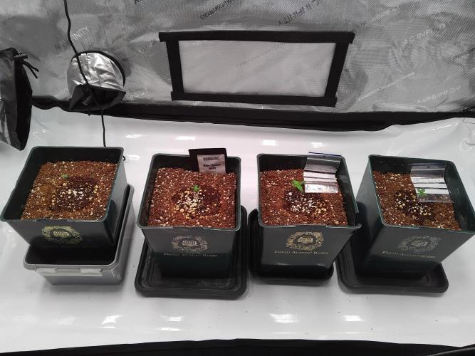 4 Auto´s. Week 1