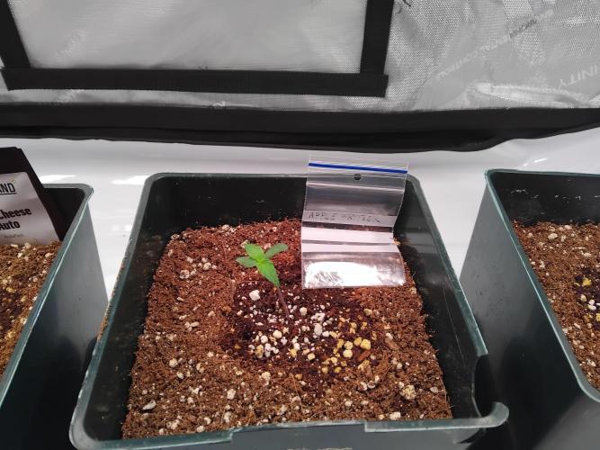 4 Auto´s. Week 1