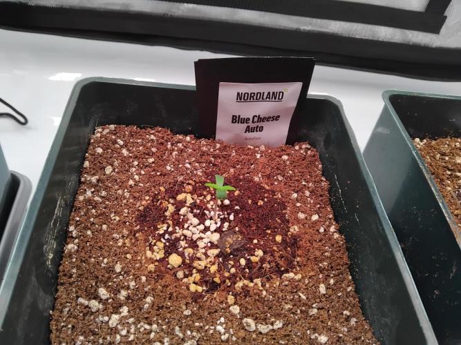 4 Auto´s. Week 1