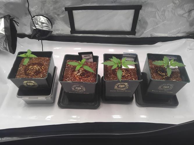 4 Auto´s. Week 2