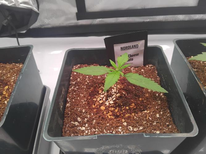 4 Auto´s. Week 2