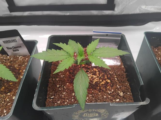 4 Auto´s. Week 2