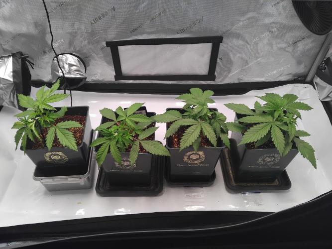 4 Auto´s. Week 3