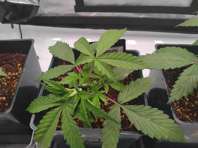 4 Auto´s. Week 3