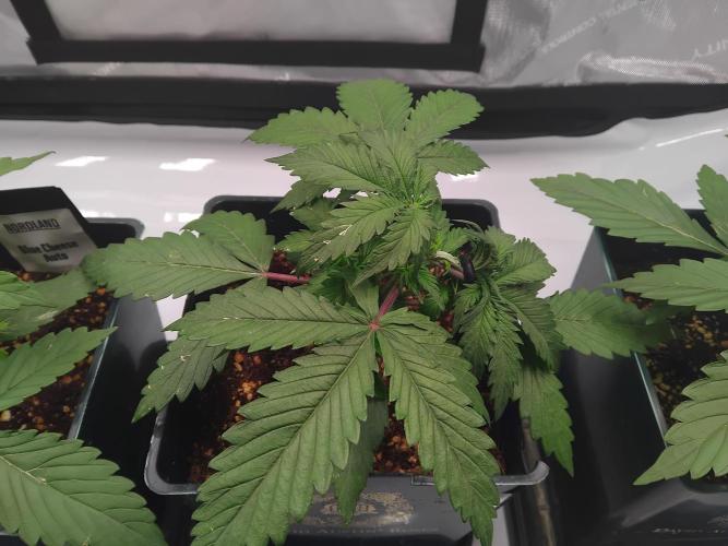 4 Auto´s. Week 3