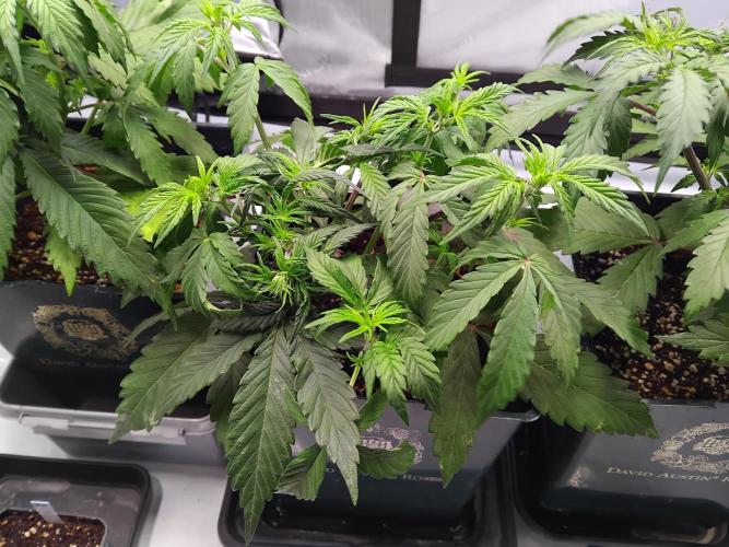 4 Auto´s. Week 4 - Blue Cheese Auto