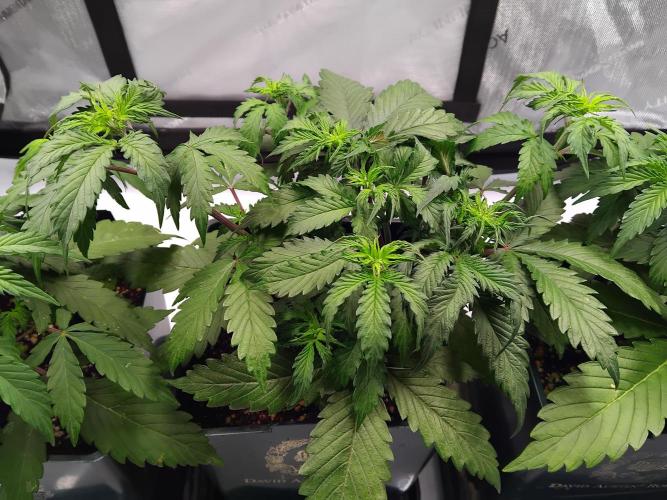 4 Auto´s. Week 4 - Apple Fritter Auto