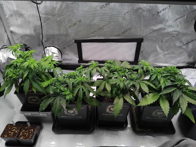 4 Auto´s. Week 4