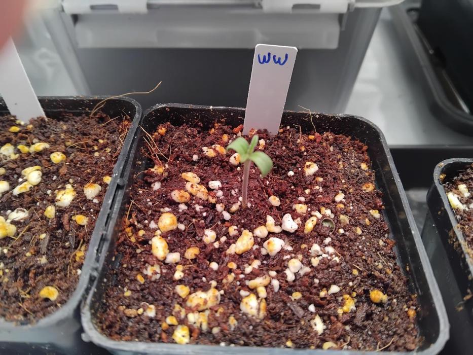 White Widow Seedsman Regular. Week 0