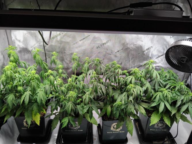 4 Auto´s. Week 5