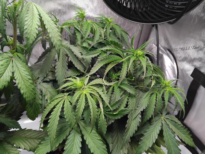 4 Auto´s. Week 5 - Apple Fritter auto - This one is way behind the others !