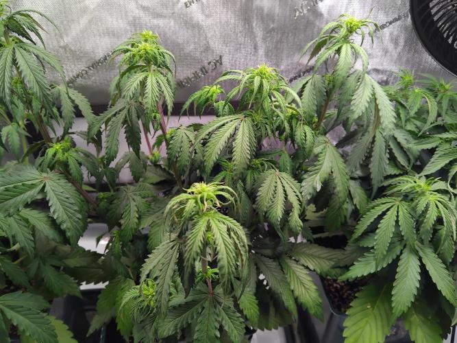 4 Auto´s. Week 5 - Apple Fritter auto