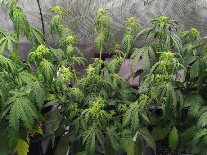 4 Auto´s. Week 5 - Blue Cheese auto