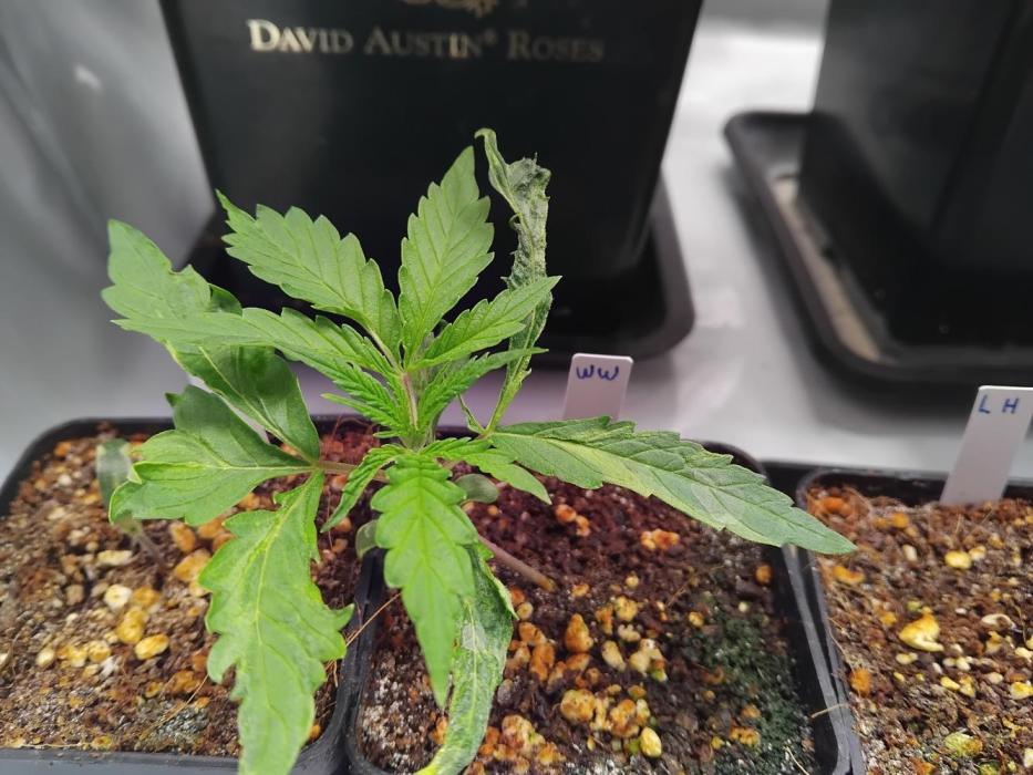White Widow Seedsman Regular. Week 2 - This regular White Widow from Seedsman, did not grow normal.