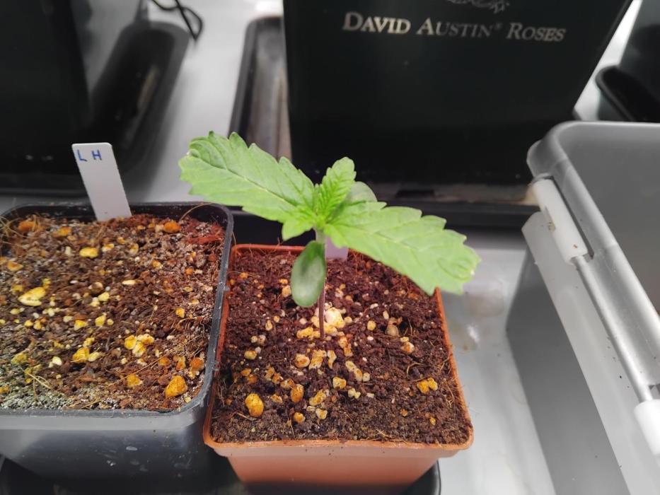 Barneys Farm - O.G Kush feminized. Week 0 - Sprouted last wednesday !