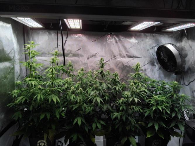 4 Auto´s. Week 6 - They are creeping up on lamp on the left side !