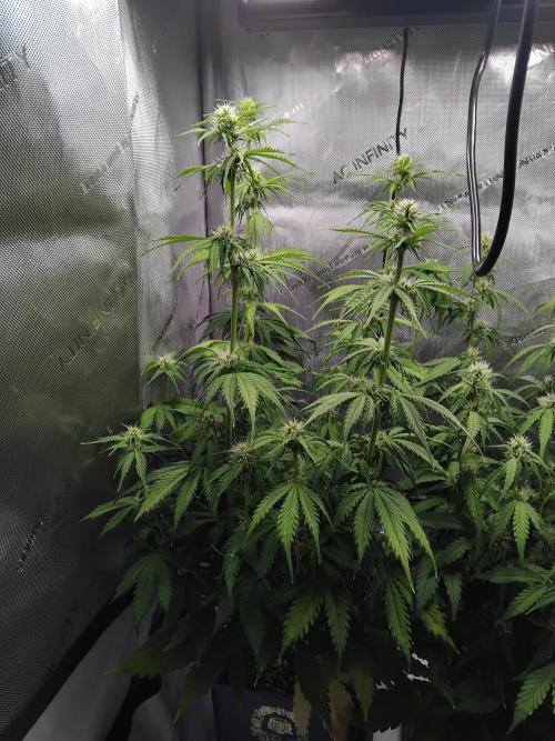 4 Auto´s. Week 6 - Blue cheese auto