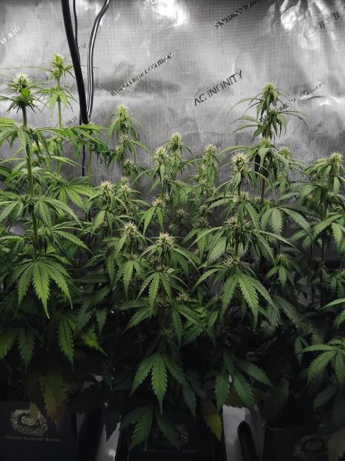 4 Auto´s. Week 6 - Blue cheese auto