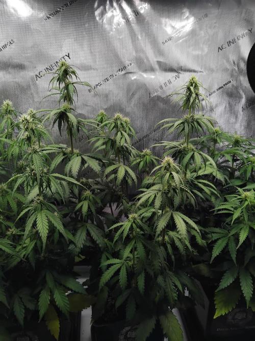 4 Auto´s. Week 6 - Apple fritter auto