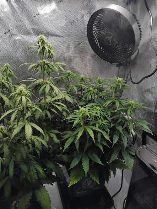 4 Auto´s. Week 6 - Apple fritter auto. This one is way behind.