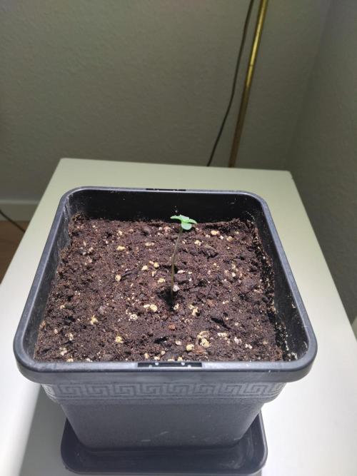 Royal Queen Seeds - Milky Way F1 Auto. Week 0
