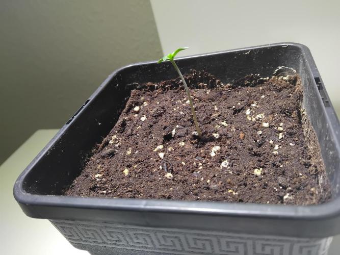 Royal Queen Seeds - Milky Way F1 Auto. Week 0