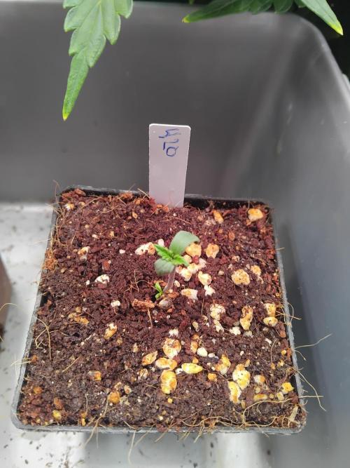 420 Fastbuds - Mystery plant from 5pack.. Week 0 - 420 Mystery seed Feminized.