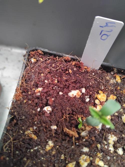 420 Fastbuds - Mystery plant from 5pack.. Week 0 - Check out the plant material developing at the base of the plant !a twin perhaps