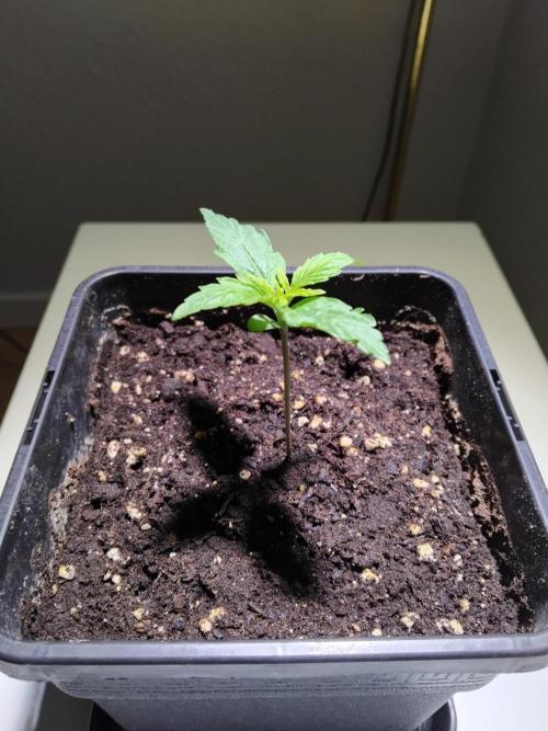 Royal Queen Seeds - Milky Way F1 Auto. Week 1