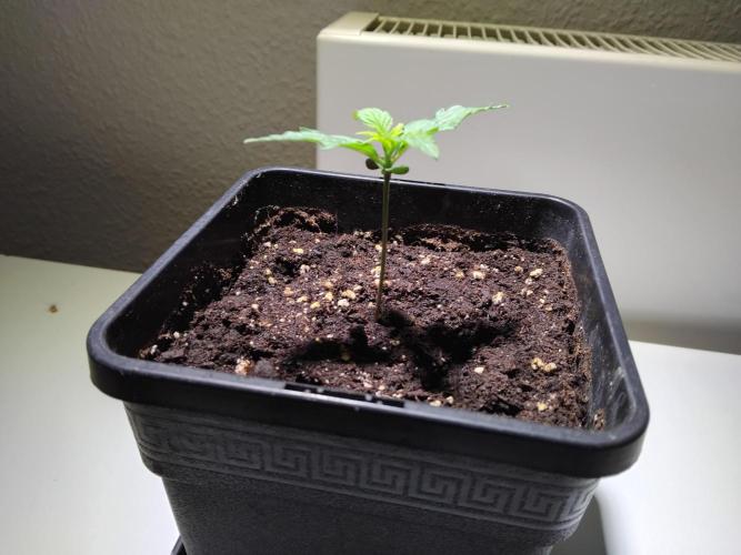 Royal Queen Seeds - Milky Way F1 Auto. Week 1