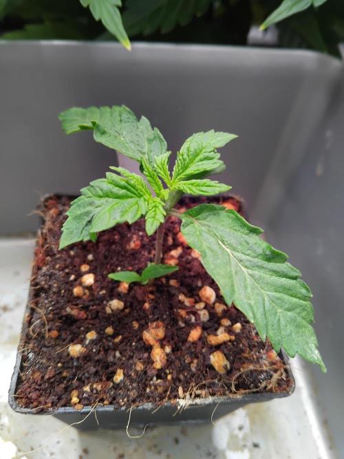 420 Fastbuds - Mystery plant from 5pack.. Week 1 - Check out the tiny twin on this Mystery plant.