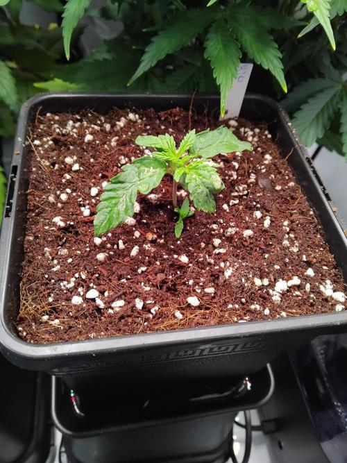 420 Fastbuds - Mystery plant from 5pack.. Week 1 - Transplant time.