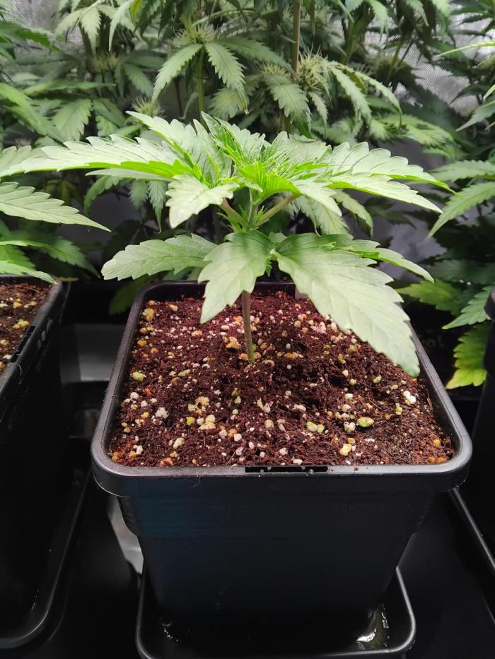Barneys Farm - O.G Kush feminized. Week 1 - It liked the transplant and the higher nutrients.