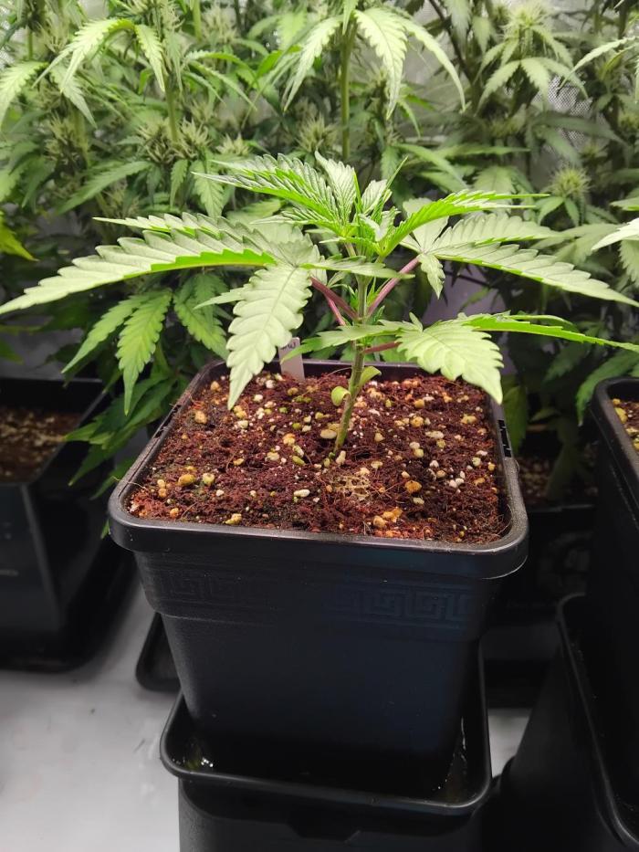 White Widow Seedsman Regular. Week 3 - It really like the transplant i gave it last week.