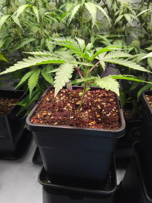 White Widow Regular. Week 3