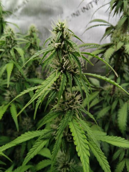 4 Auto´s. Week 7 - Blue cheese auto