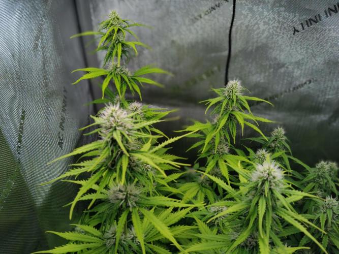 4 Auto´s. Week 7 - This one on the far left seems to suffer from to much light