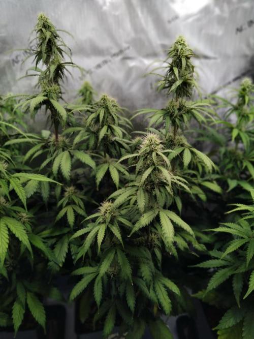 4 Auto´s. Week 7