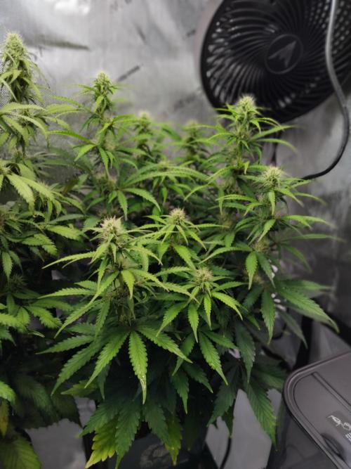 4 Auto´s. Week 7 - Apple fritter auto
