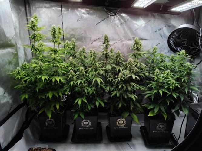 4 Auto´s. Week 7 - As you can see there is quite a hight difference on the plants.