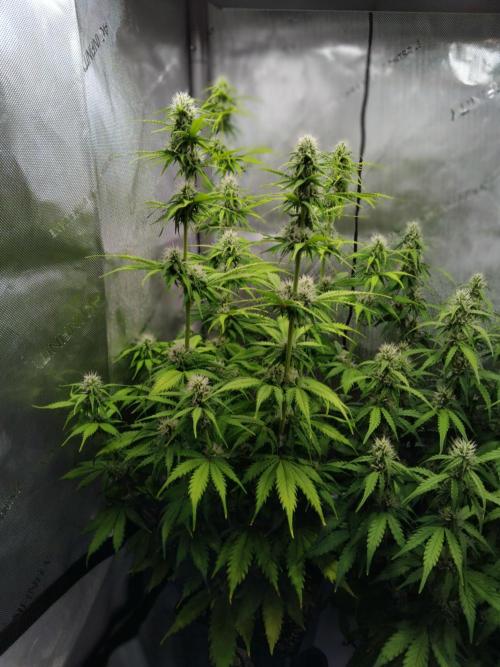 4 Auto´s. Week 7 - Again the one on the far left side of the tent.