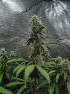 Comment by Rollerboy photo #3