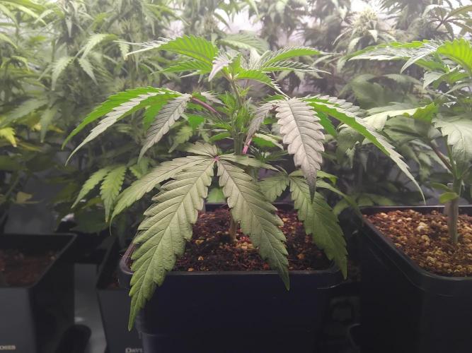 White Widow Seedsman Regular. Week 4 - Topping