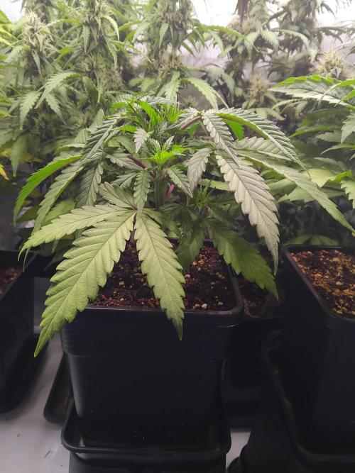 White Widow Seedsman Regular. Week 4 - After topping