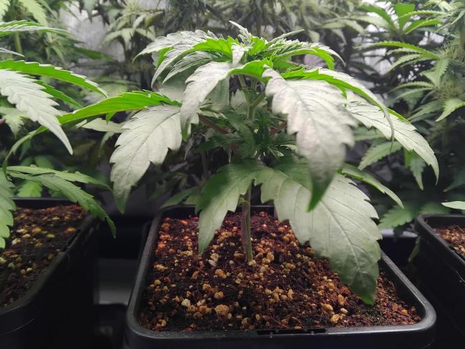 Barneys Farm - O.G Kush feminized. Week 2 - Before topping