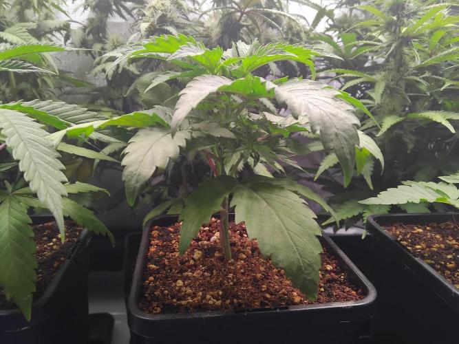 Barneys Farm - O.G Kush feminized. Week 2 - Topping