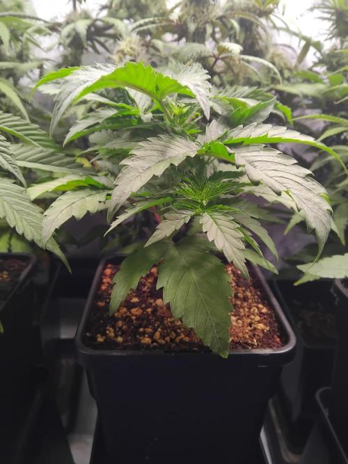 Barneys Farm - O.G Kush feminized. Week 2 - After topping