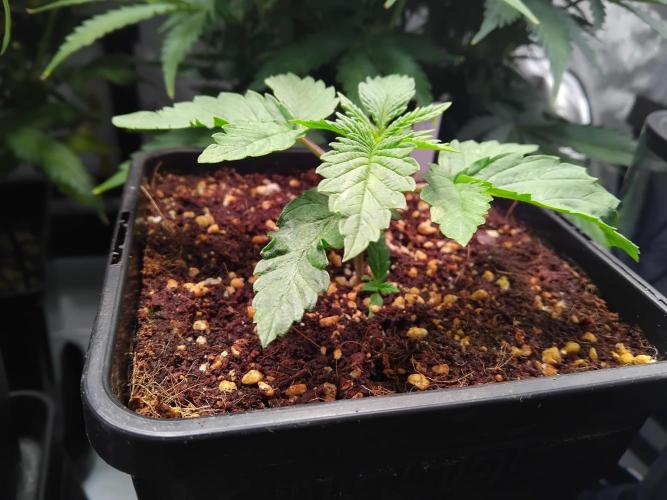 420 Fastbuds - Mystery plant from 5pack.. Week 2